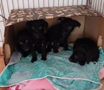 🐶 Altra Razza in adozione a Milano (MI) e in tutta Italia da privato