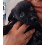 Mini Cucciolata nata a Dicembre - Foto n. 2