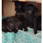 Mini Cucciolata nata a Dicembre - Foto n. 3