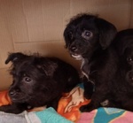 Mini Cucciolata nata a Dicembre - Foto n. 4