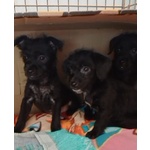 Mini Cucciolata nata a Dicembre - Foto n. 6