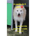 🐶 Altra Razza femmina in adozione a Milano (MI) e in tutta Italia da privato