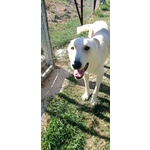 Roberto Socievole Allegro! tg Media - Foto n. 3