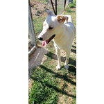 🐶 Altra Razza maschio in adozione a Milano (MI) e in tutta Italia da privato