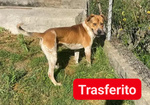 🐶 Altra Razza maschio in adozione a Milano (MI) e in tutta Italia da privato