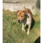 Casper Giovane, Bravo,equilibrato - Foto n. 3