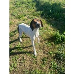 Twist Accalappiato!vagava in Cerca di Cibo - Foto n. 2