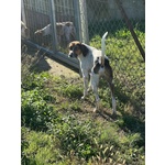 Twist Accalappiato!vagava in Cerca di Cibo - Foto n. 4