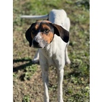 🐶 Altra Razza maschio in adozione a Milano (MI) e in tutta Italia da privato