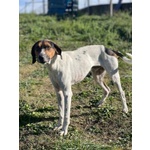 Twist Accalappiato!vagava in Cerca di Cibo - Foto n. 5