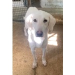 Lerry Determinato tg Mediogrande - Foto n. 4