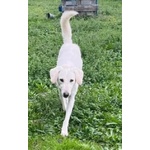 Lerry Determinato tg Mediogrande - Foto n. 6