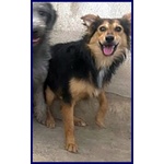 🐶 Altra Razza maschio in adozione a Milano (MI) e in tutta Italia da privato