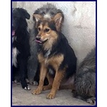 Danubio Timido Lupacchiotto - Foto n. 2