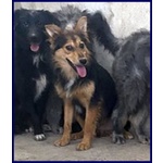 Danubio Timido Lupacchiotto - Foto n. 3