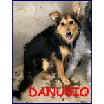 Danubio Timido Lupacchiotto - Foto n. 4