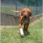 🐶 Altra Razza maschio in adozione a Milano (MI) e in tutta Italia da privato