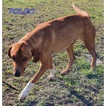 Poldo Affettuoso,timido con gli Estranei! 5-6anni - Foto n. 3