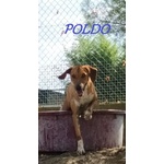 Poldo Affettuoso,timido con gli Estranei! 5-6anni - Foto n. 4