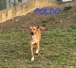 Poldo Affettuoso,timido con gli Estranei! 5-6anni - Foto n. 6