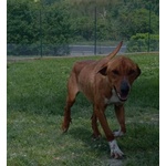 Poldo Affettuoso,timido con gli Estranei! 5-6anni - Foto n. 7