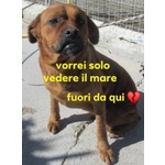 🐶 Altra Razza femmina in adozione a Milano (MI) e in tutta Italia da privato