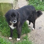 Molly Dolce Cagnolina Taglia Medio Piccola Cerca casa - in Adozione - Foto n. 3