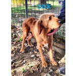 🐶 Segugio maschio in adozione a Milano (MI) e in tutta Italia da privato