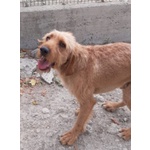 Dick 6anni Senza più una Casa - Foto n. 5