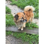 Luciano 4 anni Dolce e Simpatico Cerca casa - in Adozione - Foto n. 2