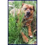 Josef 7anni Patatone Dolcissimo! 25kg - Foto n. 5