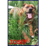 Josef 7anni Patatone Dolcissimo! 25kg - Foto n. 6