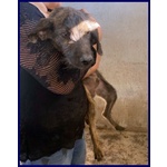 Toronto sui 3 anni Adorabile Tigratino - Foto n. 3