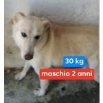 Kim Giovane Maschio Triste nel Megacanile! 30kg - Foto n. 2