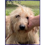 Giacomo 4anni è Pronto per una Famiglia - Foto n. 4