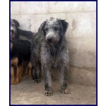 Magogo Giovane bel Timidino - Foto n. 3