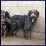 Magogo Giovane bel Timidino - Foto n. 4