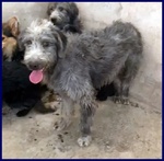 Magogo Giovane bel Timidino - Foto n. 5