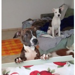 🐶 Pitbull in Adozione a Milano (mi) e in Tutta Italia da Privato