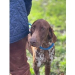 Alberto Bracco Tedesco puro Cerca Casa - Foto n. 2