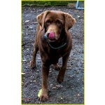 Kubra Dolcissima Labador Cieca - Foto n. 2