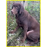 Kubra Dolcissima Labador Cieca - Foto n. 5