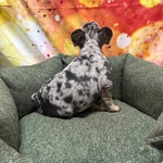 Cucciolo di Bouledogue Francese blu Merle Maschio - Foto n. 1