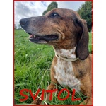 🐶 Altra Razza Femmina in Adozione a Milano (mi) e in Tutta Italia da Privato