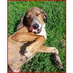 Svitol 5anni Dolcissima e Vivace - Foto n. 2