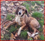 Svitol 5anni Dolcissima e Vivace - Foto n. 4