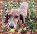 Svitol 5anni Dolcissima e Vivace - Foto n. 6