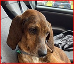 Svitol 5anni Dolcissima e Vivace - Foto n. 8