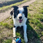 Yago Dolcissimo Border Collie 4 anni Cerca Casa - Foto n. 3