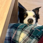 Yago Dolcissimo Border Collie 4 anni Cerca Casa - Foto n. 4